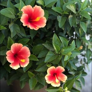 Meet your Posher, La Selle! 🌺